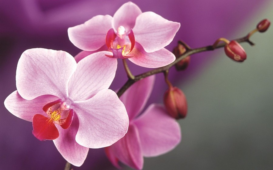 Символы орхидеи